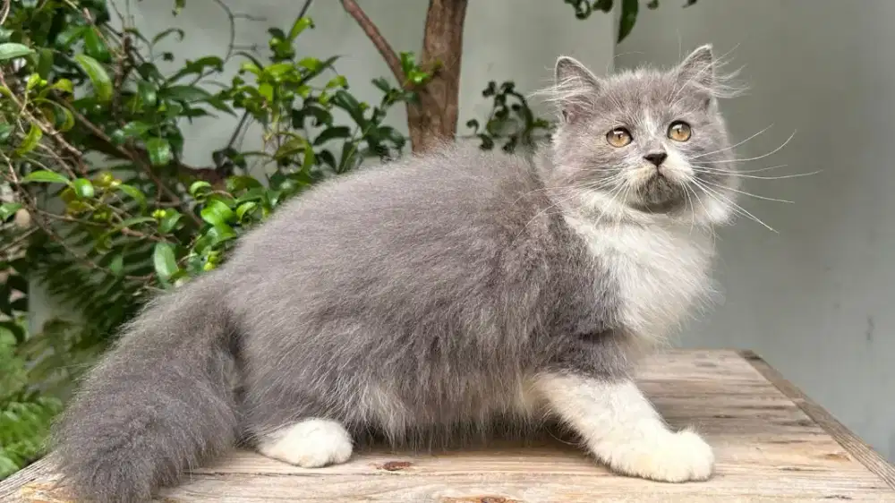 Kucing persia bigbone jantan betina abu putih lucu