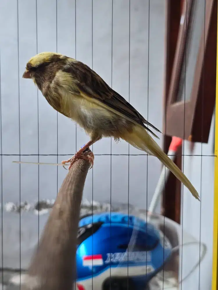 Kenari Yorkshire Lokal Paud Riwikan