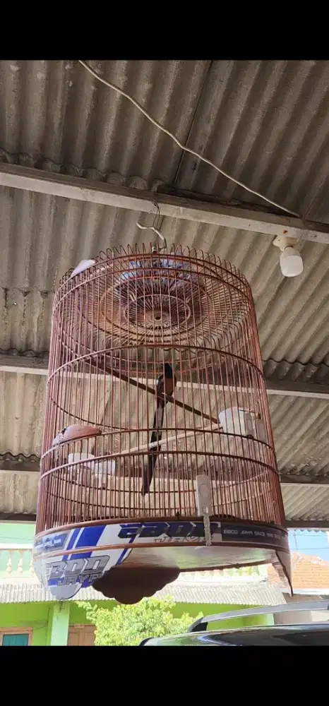 Murai batu ekor 30cm bocor murah