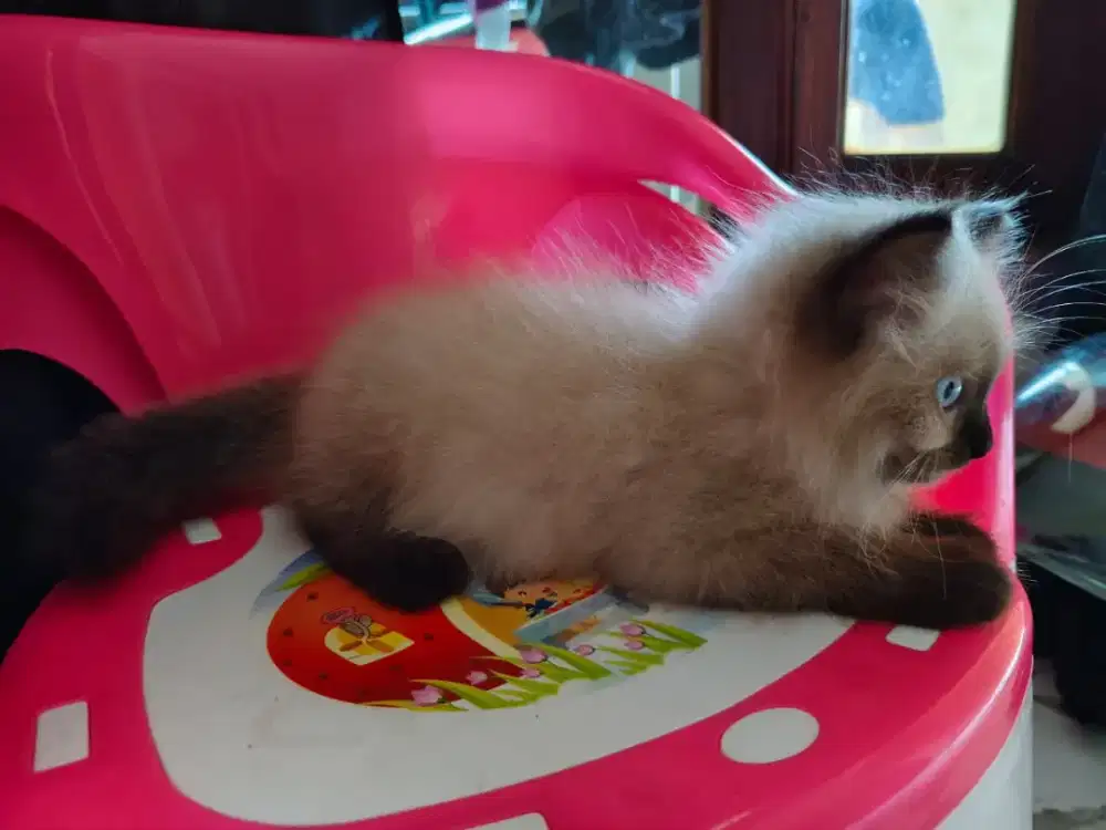 Open Adop kucing Himalaya