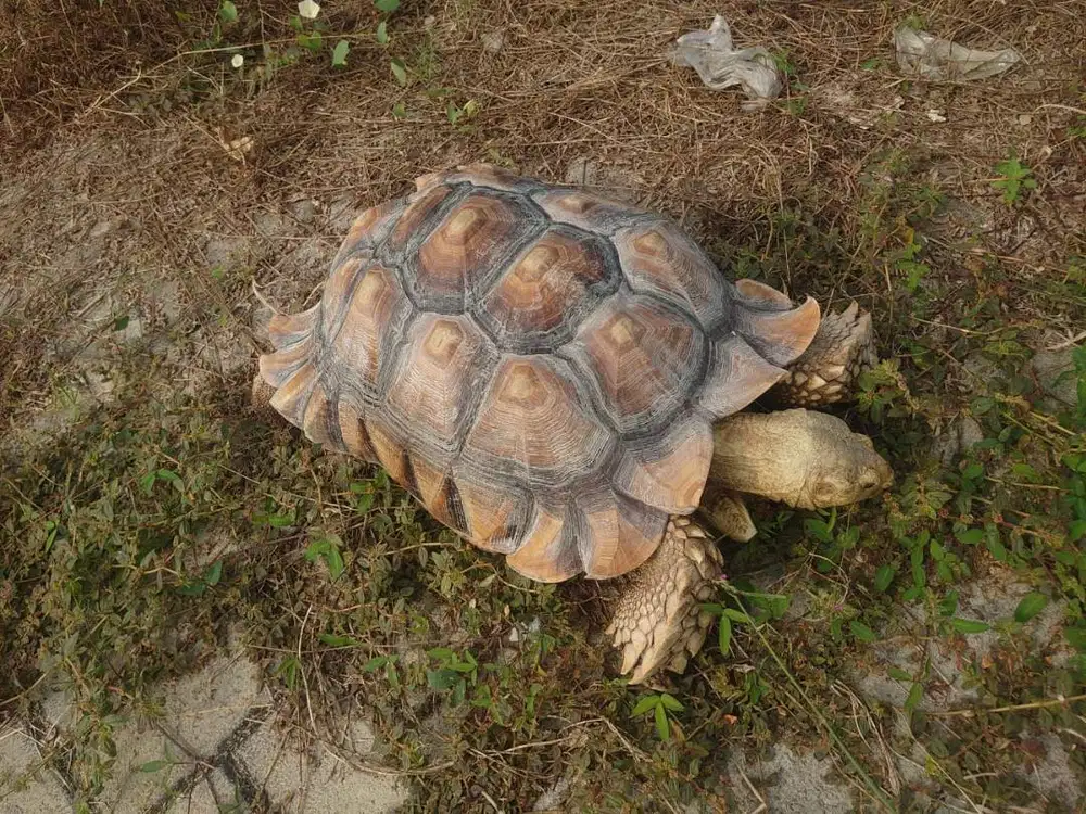SULCATA JANTAN 45 CM, MAKAN RAKUS, SEHAT, BISA OUTDOOR. NEGO