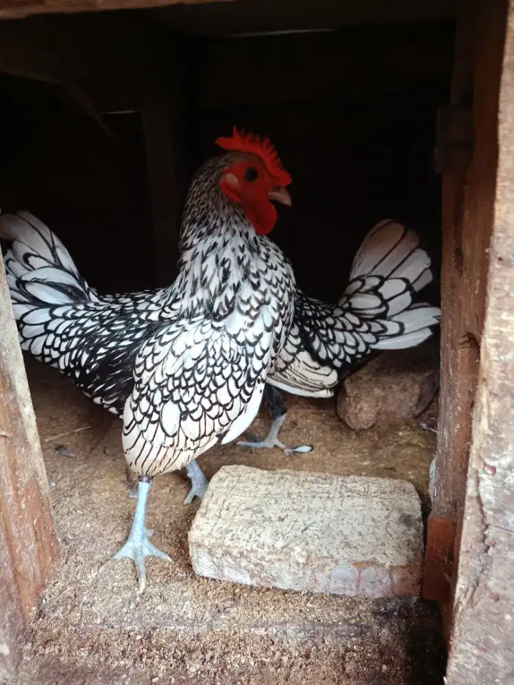 Jual sepasang ayam batik Itali