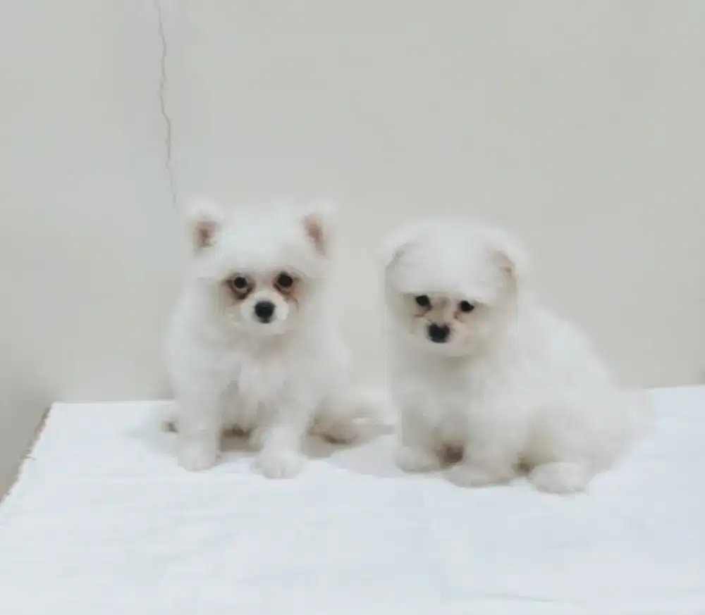 Dijual 2 puppies Pomeranian