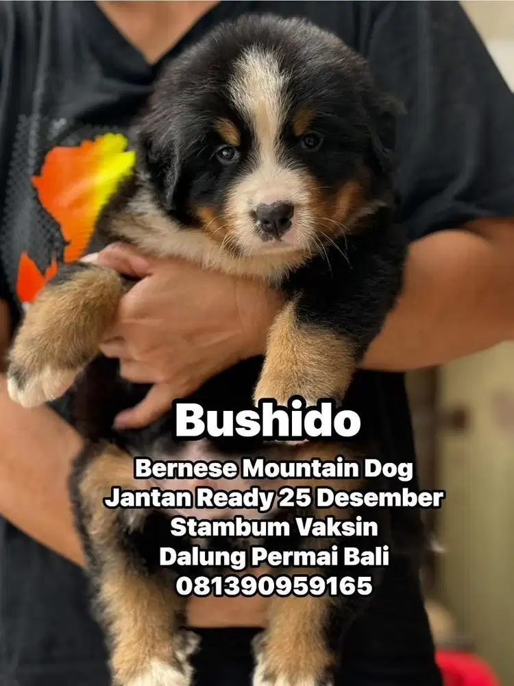 Bernese Mountain Dog