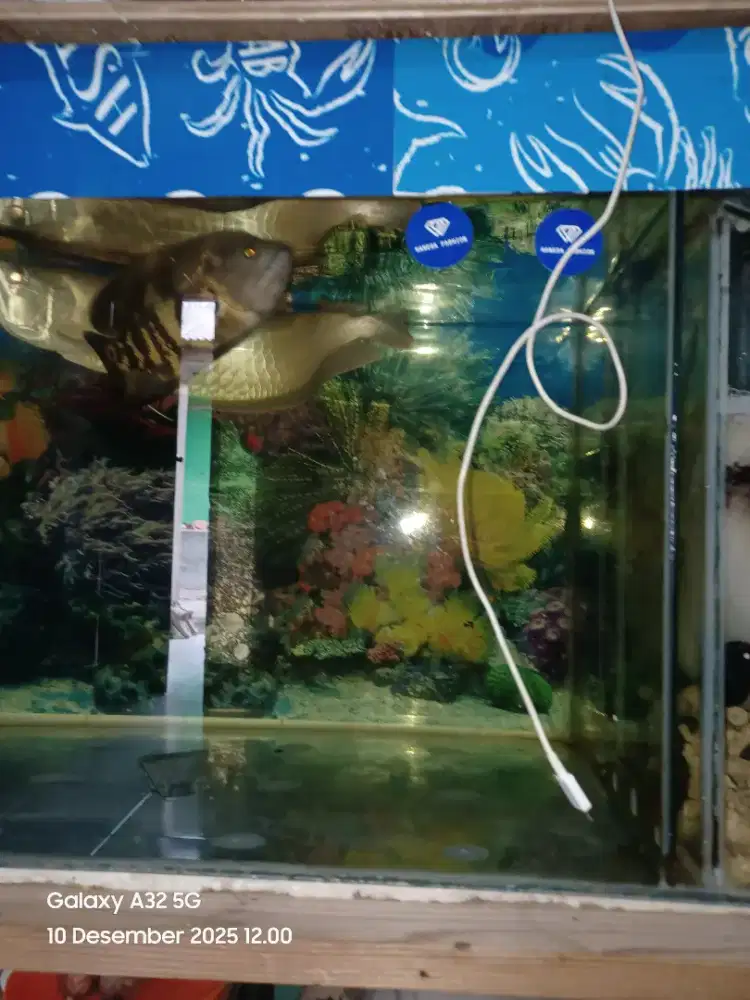 Ikan hias arwana silverb dan ikan oscar