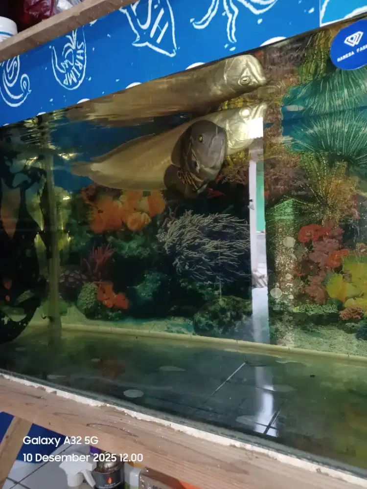 Ikan hias arwana silver dan  ikan oscar