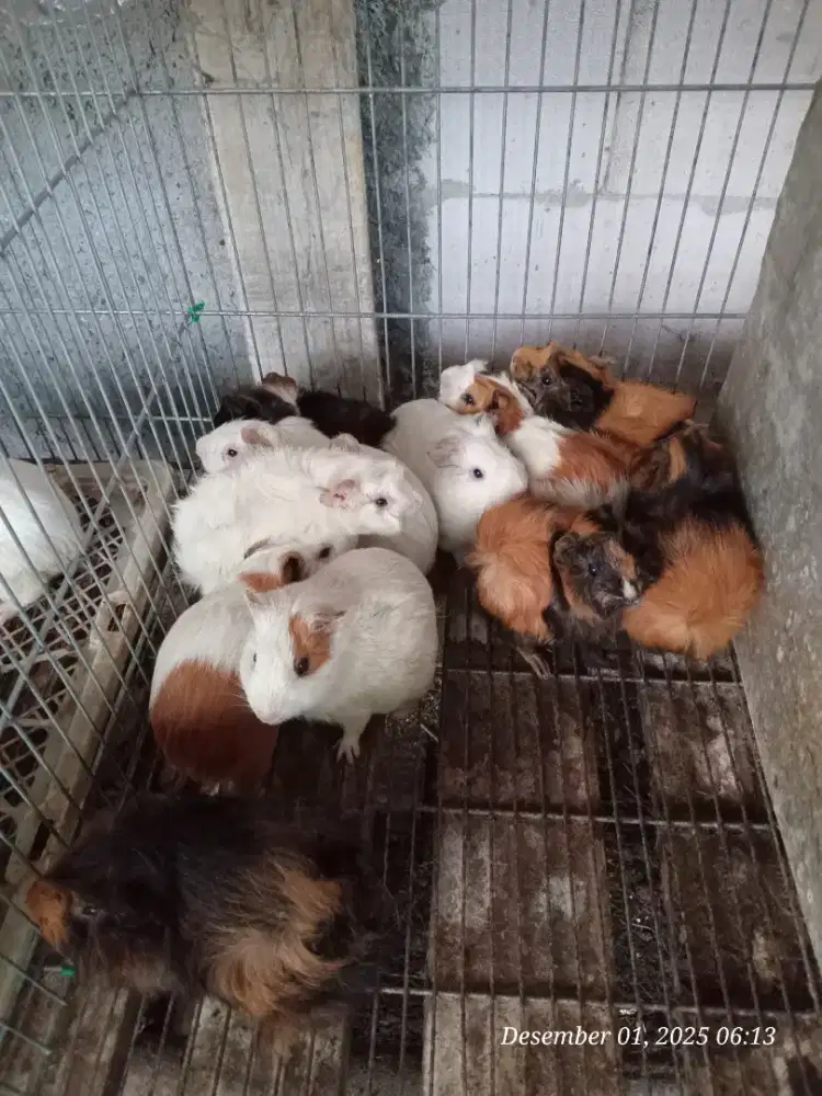 Marmut Murah lokal & Abisyian