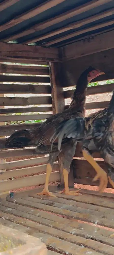 Ayam betina Pamangon IQ