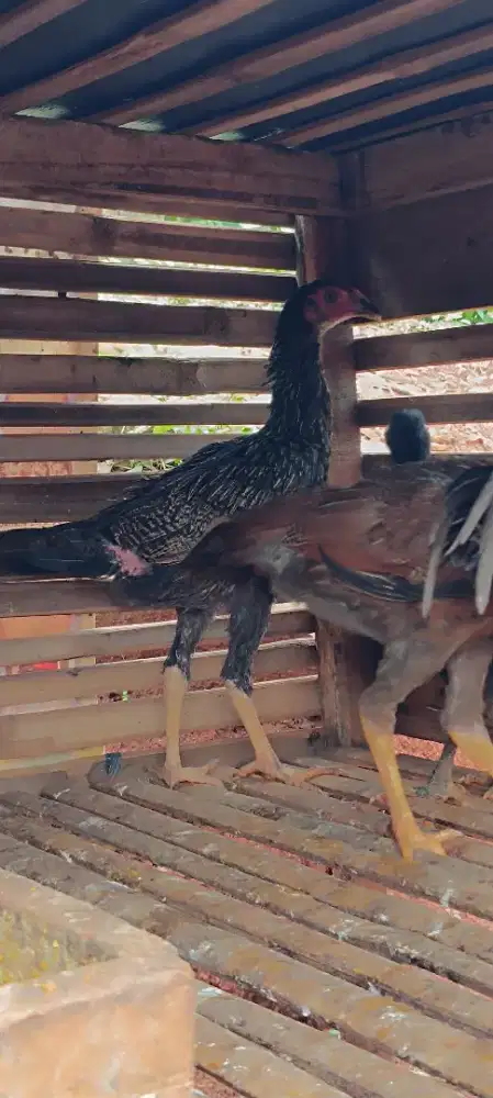 Ayam Pamangon IQ betina