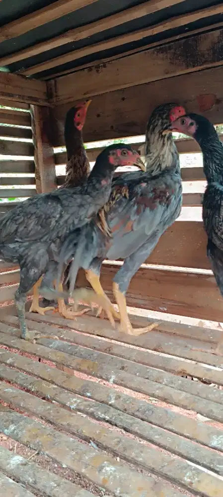 Ayam Pamangon IQ betina