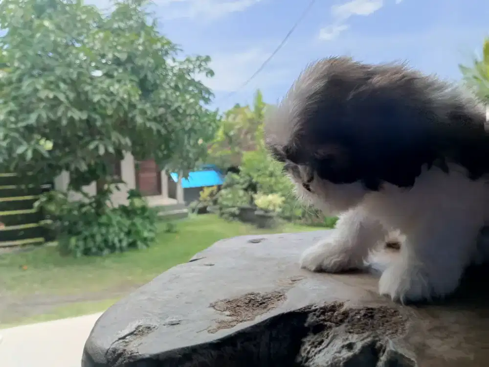 Puppy shitzu betina 4 jantan3
