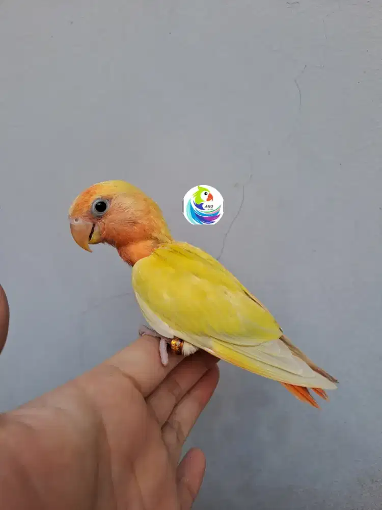 Lovebird Lolohan Nonklep Pallid Opaline/Aqua/Marbled/Orange Face