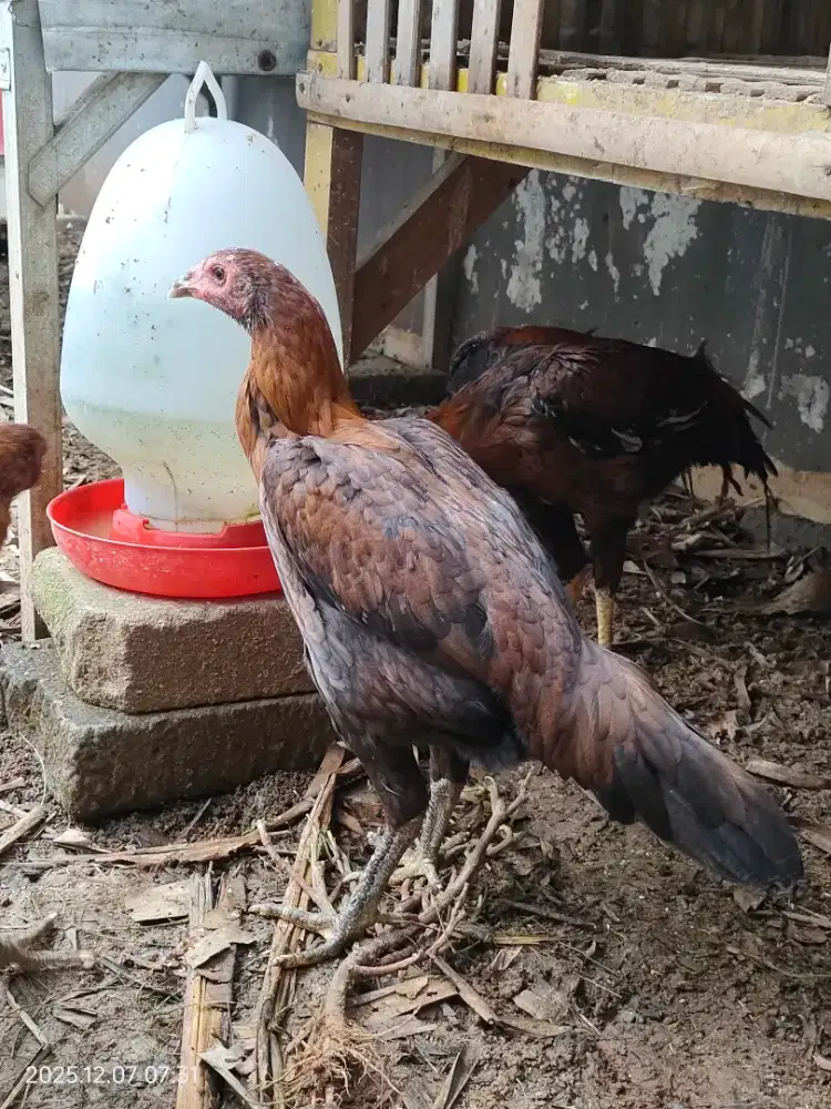 Babon BK Cross Elid Siap Produksi