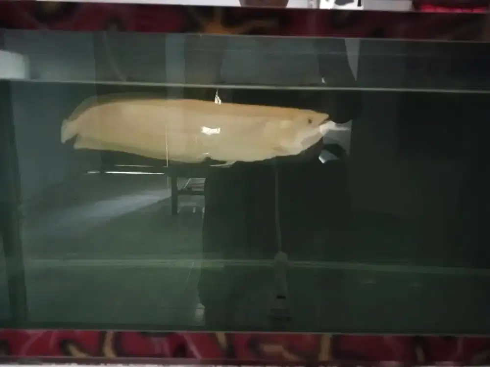 Ikan Arwana Silver Albino
