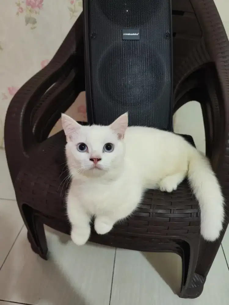 BSH MUNCHKIN PUTIH