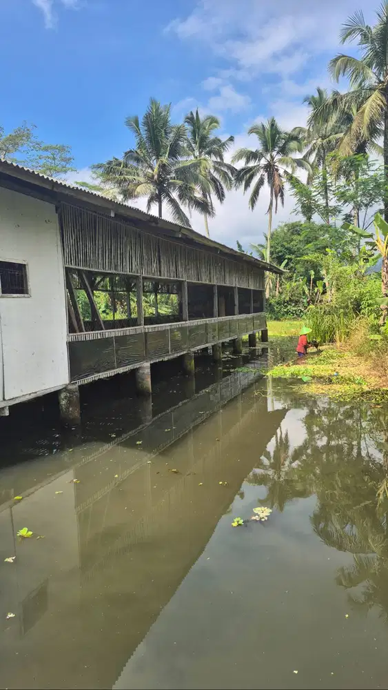Dijual tanah cocok buat usaha telor ayam atau ternak ikan