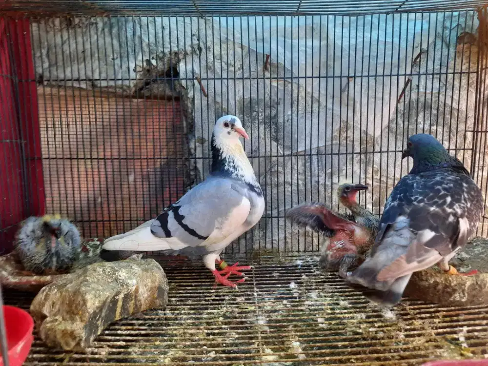 INDUKAN MERPATI POS ATLIT  MURAH BANDUNG