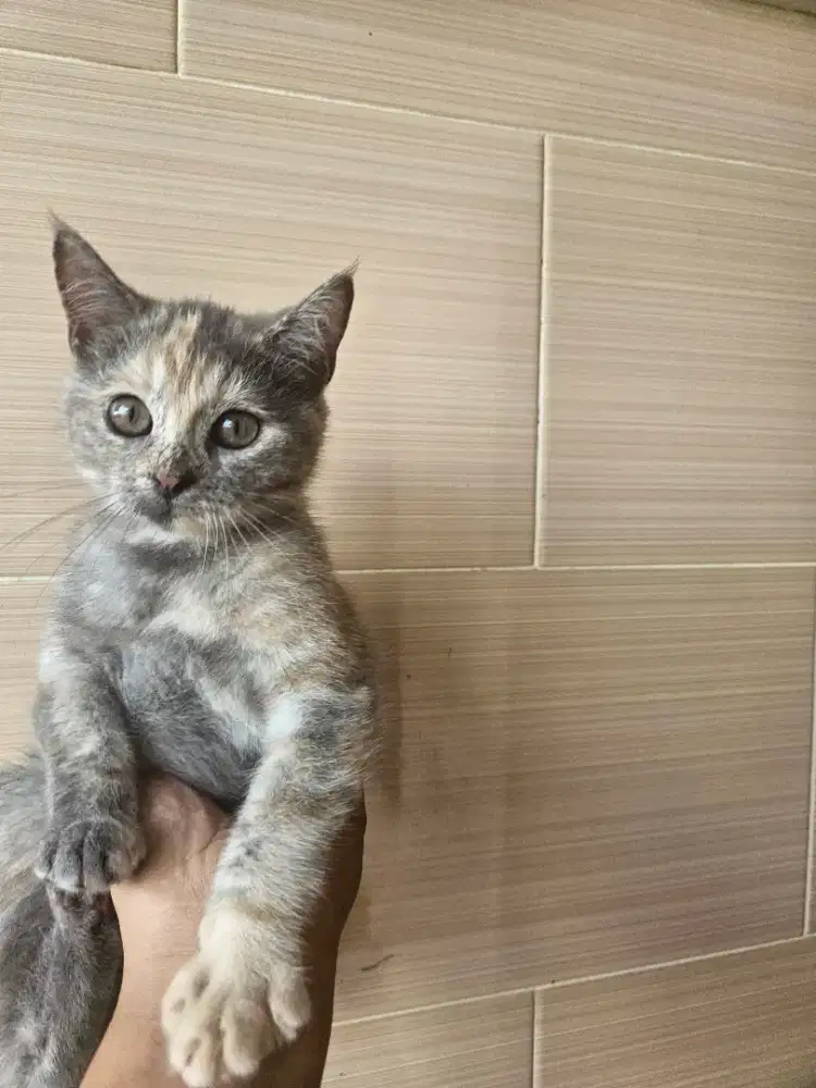 Kucing Scottish betina non ped non mix 4 bulan vaksin sudah lengkap