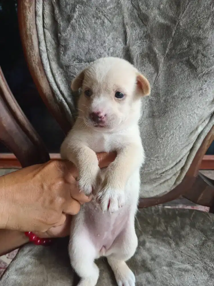 JUAL PUPPY BETINA UMUR 1 BULAN