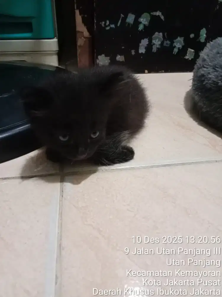 Kucing persia/anggora