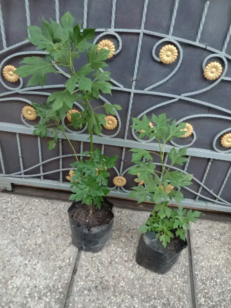 Tanaman Herbal Daun Insulin