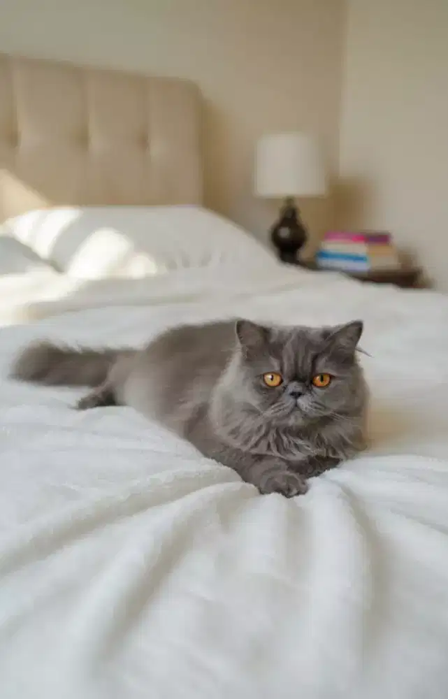 peaknose betina dewasa