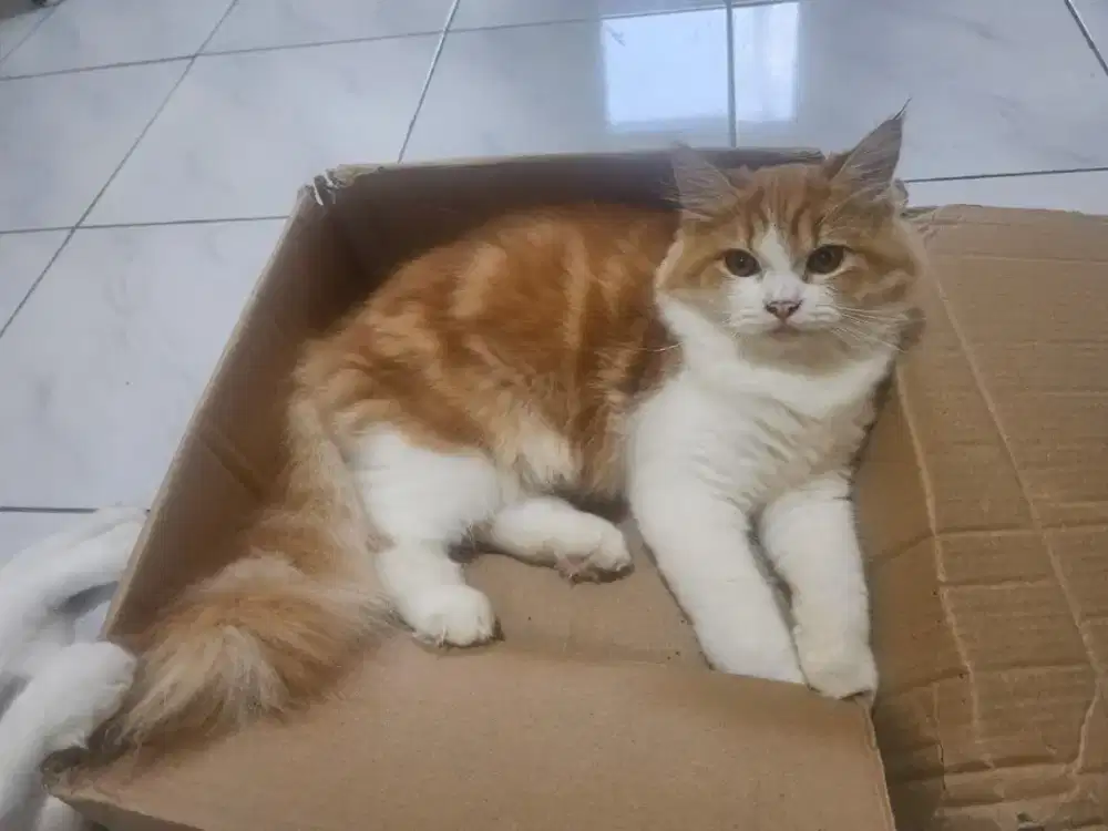 ADOPSI KUCING MIXDOME 5 BULAN