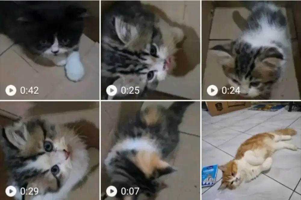 Adopsi kucing Mixdome usia 2 bulan