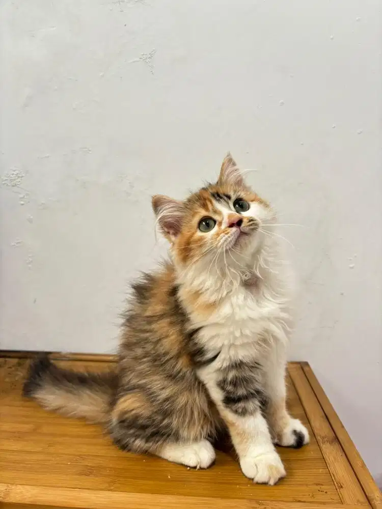 Persia bigbone superan