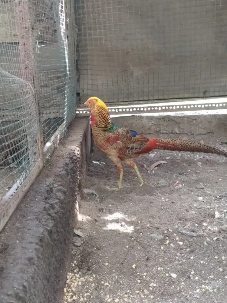 Jantan ayam hias golden pheasant atau ayam hutan tibet