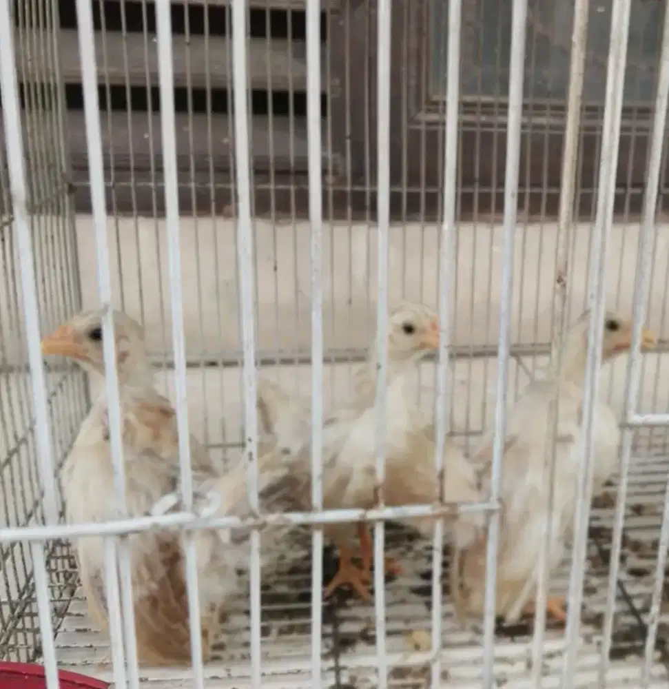 Ayam kate tiga ekor