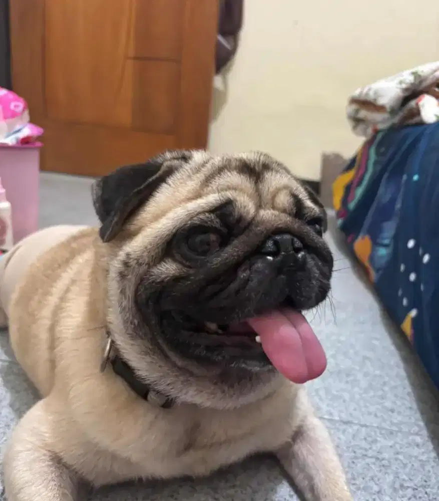Pug Jantan friendly