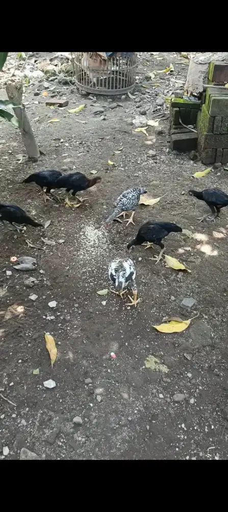 Ayam kampung asli