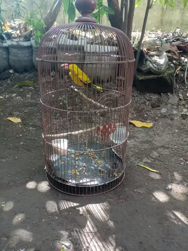 Podang emas lokal usia 6blan