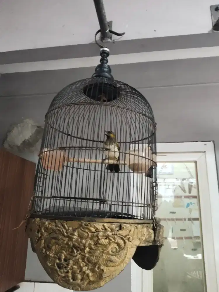 Jual 2 ekor burung bekas masteran rajin buyi bwa sama kndang ya mtp