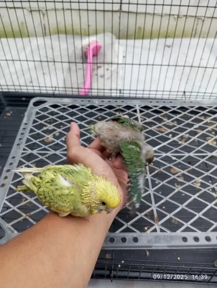 Lolohan burung lovebird & Parkit