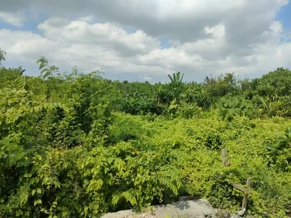 DIJUAL TANAH PREMIUM VIEW SAWAH – TUMBAK BAYUH, PERERENAN – CANGGU ( AFK / LM )