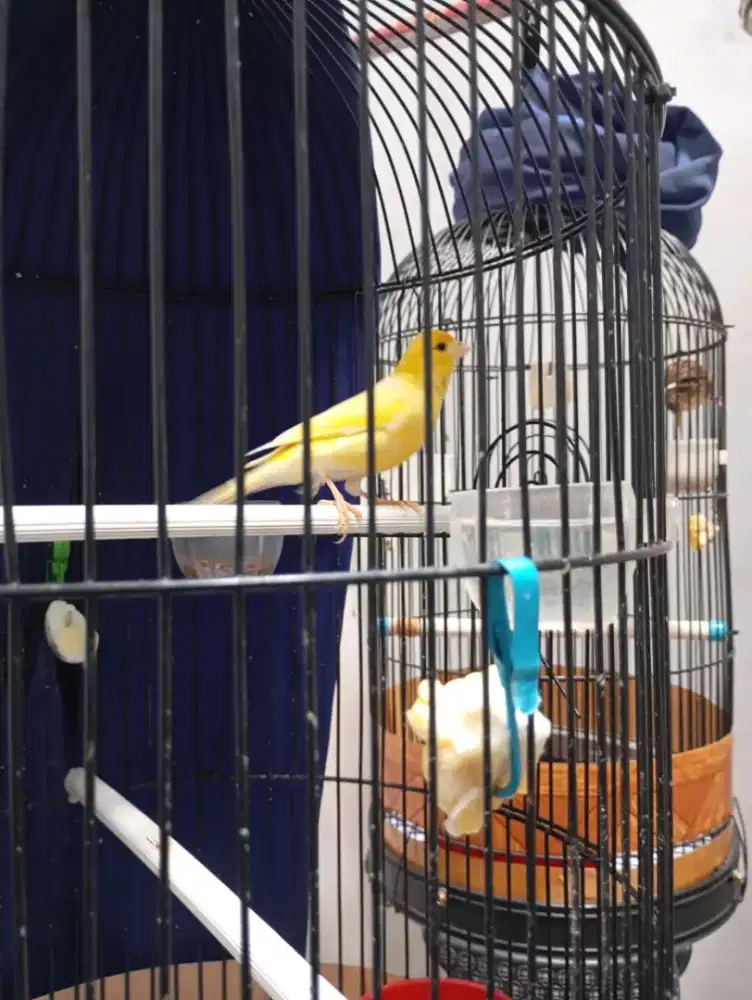 burung kenari loper gacor dor