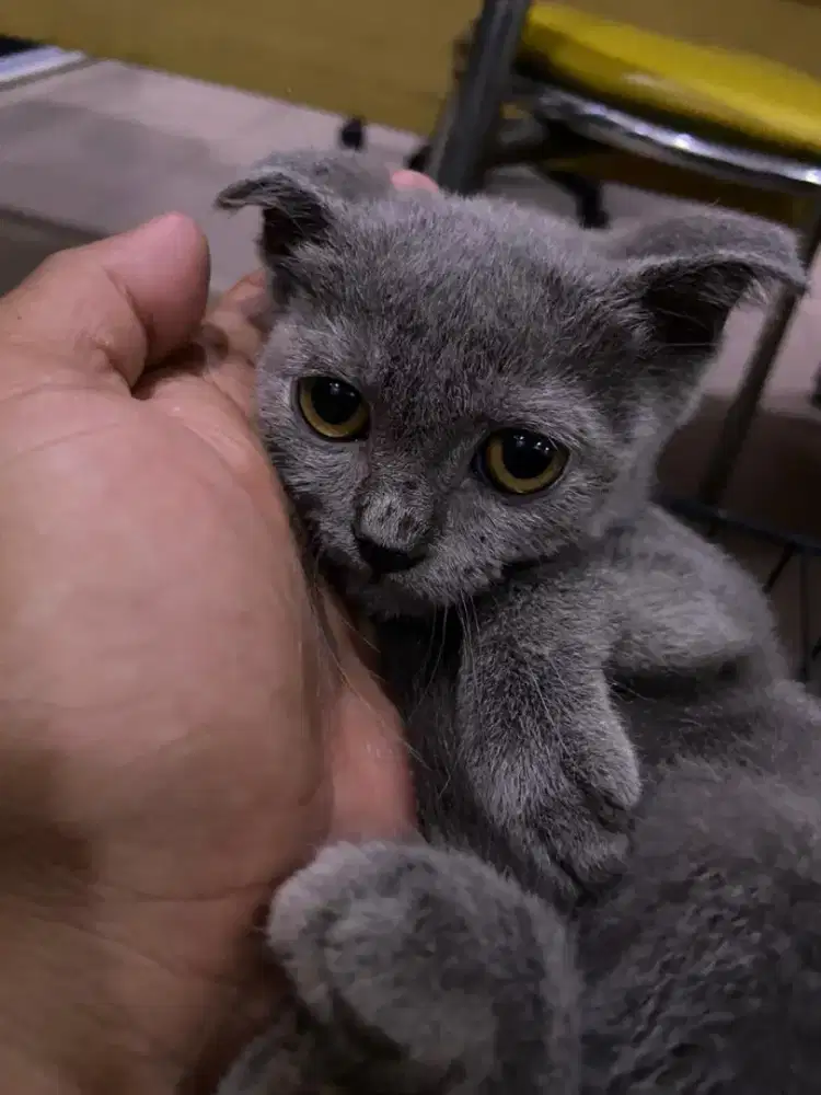 British Shorthair