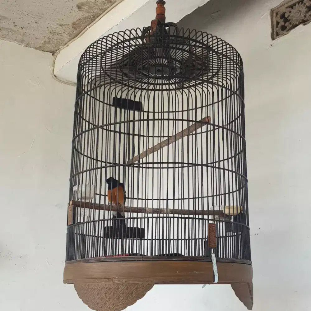 Burung murai rumahan ekor 19