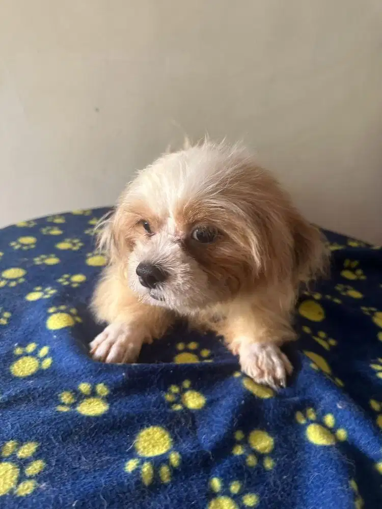 Jual anjing Shih tzu