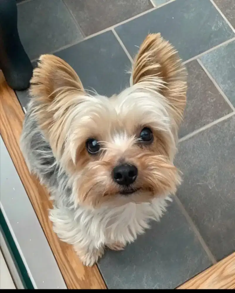 Anjing Yorkie Terrier