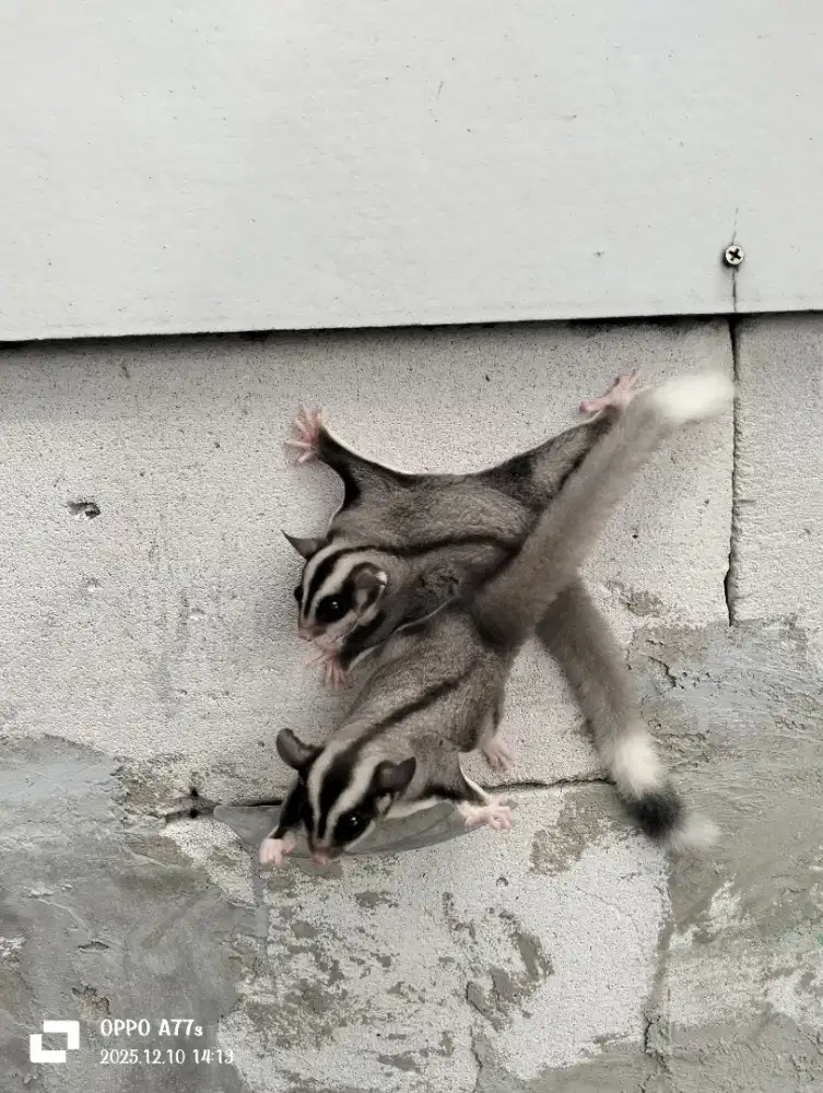 Sugar glider low mozaik