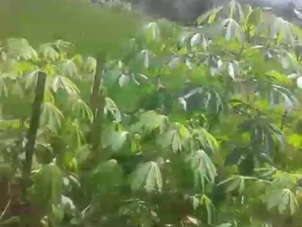 dijual sawah di bumiwangi ciparay dekat sman 1 dekat rs muhammadiyah