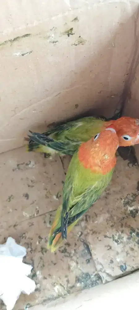 Burung lovebird lolohan biola