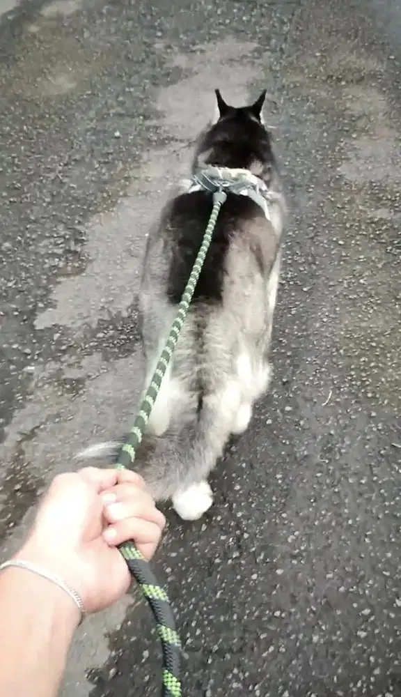 Cari lowongan kennel/paramedis