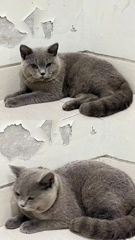 British short hair line import