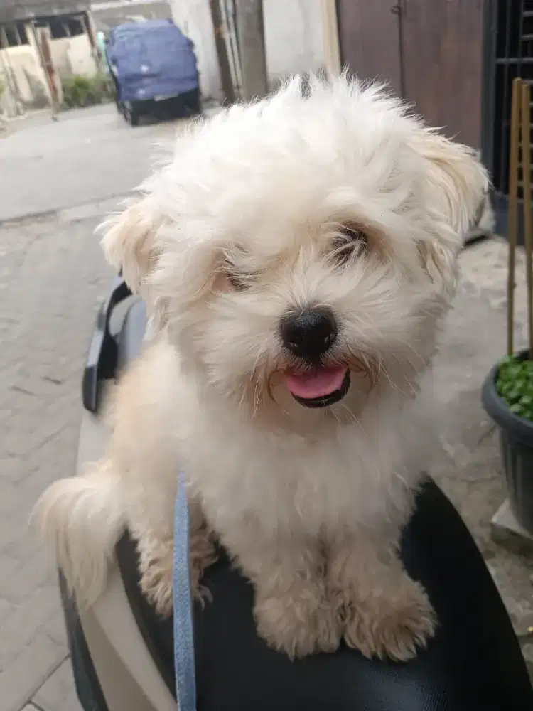 White Breed Maltese