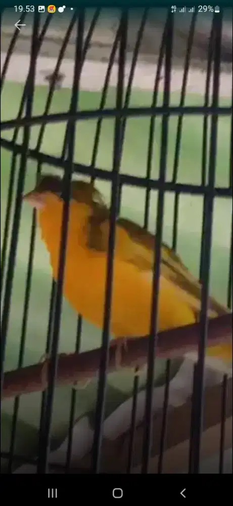 Burung kenari jambul