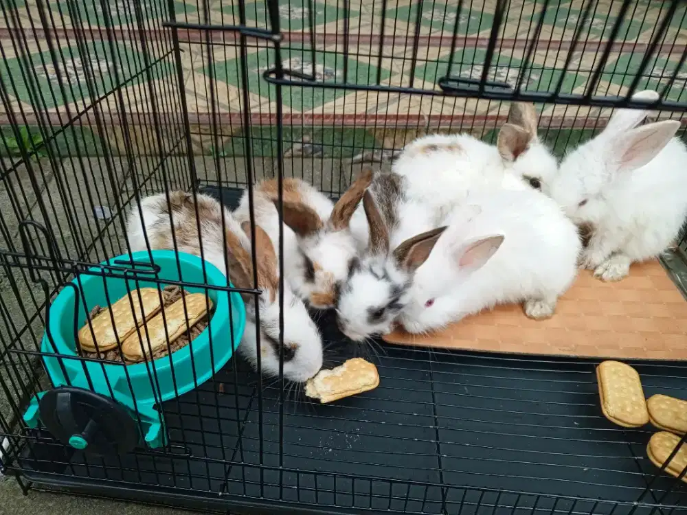 KELINCI ANGGORA LUCU IMUT SEHAT